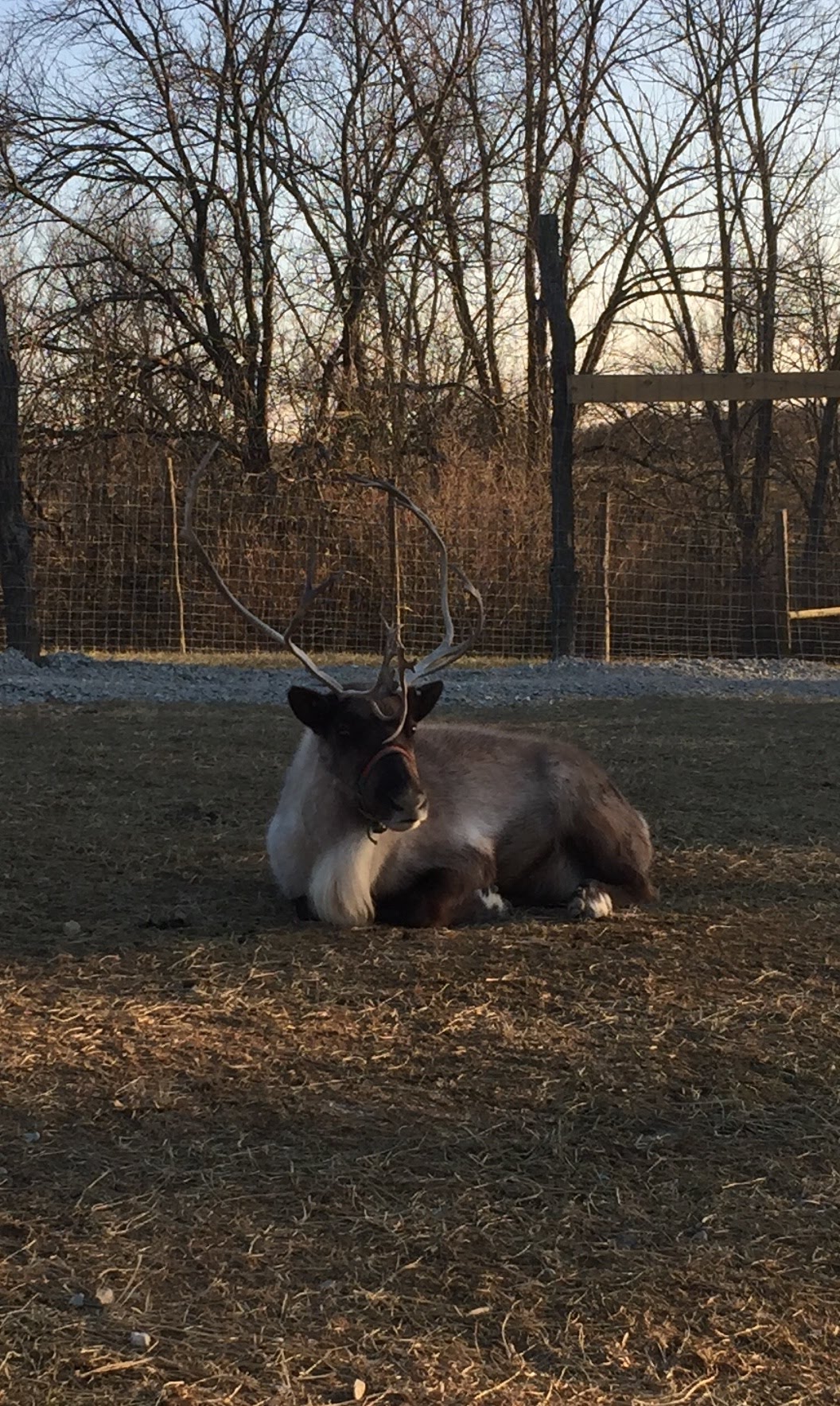 Gallery – Reindeer Ridge